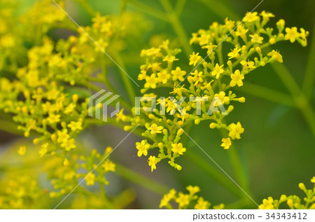 植物:Ominaeshi Ominaeshi 植物:Ominaeshi Ominaeshi 34343412