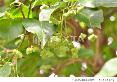 樹:Mayuko家庭 樹:Mayuko家庭 34343425