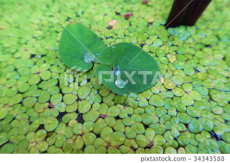 Green pistia Green pistia 34343588