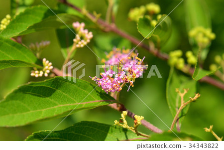 Tree: Comrata sinensis 34343822