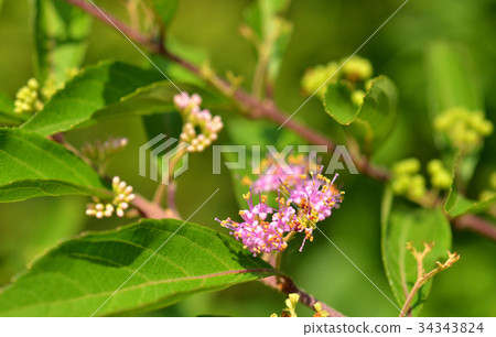 Tree: Comrata sinensis Tree: Comrata sinensis 34343824