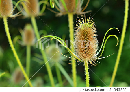 Plant: Rachashakyoushiki Matsumushiidae Plant: Rachashakyoushiki Matsumushiidae 34343831