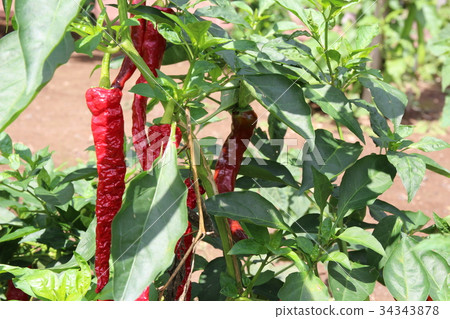 Traditional vegetables (Fushimi sweet long) 34343878