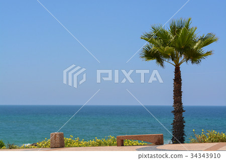 Palm tree overlooking the Mediterranean Sea Palm tree overlooking the Mediterranean Sea 34343910