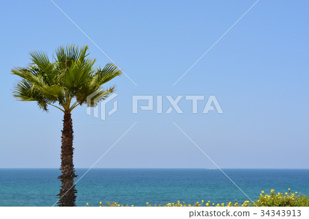 Palm tree overlooking the Mediterranean Sea Palm tree overlooking the Mediterranean Sea 34343913