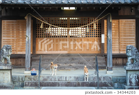 靖國神社和兩個柴犬 靖國神社和兩個柴犬 34344203