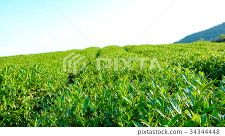 Famous Oolong tea & leave in Alishan, Taiwan Famous Oolong tea & leave in Alishan, Taiwan 34344448