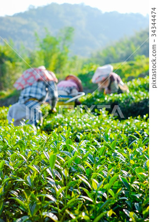 Farmers pick up organic tea bud & leaves in Taiwan Farmers pick up organic tea bud & leaves in Taiwan 34344474