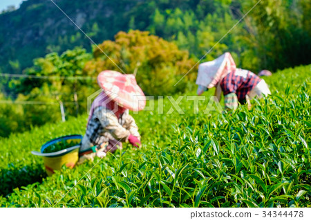 Farmers pick up organic tea bud & leaves in Taiwan 34344478