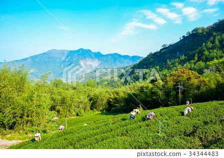 Famous Oolong tea & leave in Alishan, Taiwan 34344483