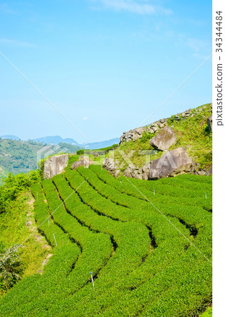 Famous Oolong tea & leave in Alishan, Taiwan 34344484