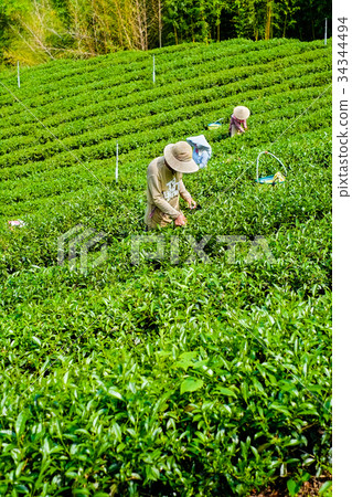 Farmers pick up organic tea bud & leaves in Taiwan 34344494