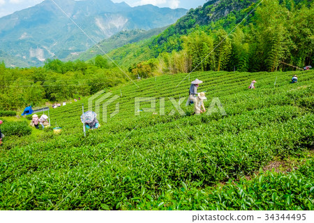 Famous Oolong tea & leave in Alishan, Taiwan Famous Oolong tea & leave in Alishan, Taiwan 34344495