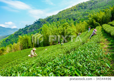 Famous Oolong tea & leave in Alishan, Taiwan Famous Oolong tea & leave in Alishan, Taiwan 34344496