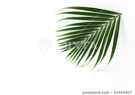 green leaf of palm isolate on white background 34344807