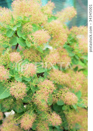 Smoke Tree Green Fountain Smoke Tree Green Fountain 34345001