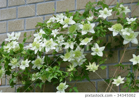 Clematis white pancake Clematis white pancake 34345002