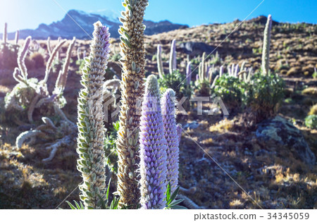 Flowers in Cordillera Flowers in Cordillera 34345059