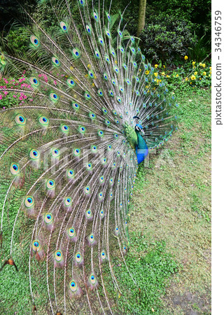 孔雀 孔雀 34346759