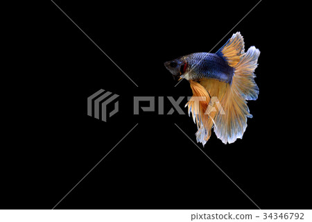 siamese fighting fish isolated on black background 34346792