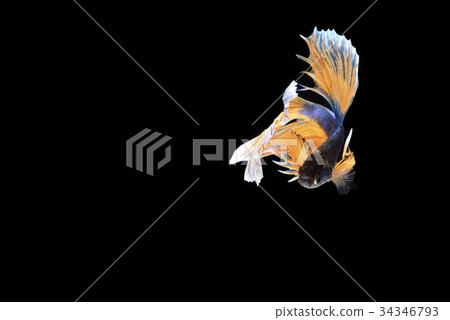 siamese fighting fish isolated on black background 34346793