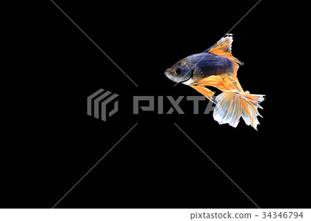 siamese fighting fish isolated on black background 34346794