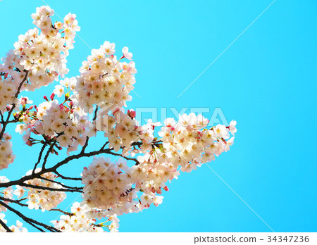櫻花的風景 34347236