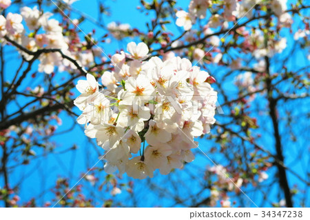 櫻花的風景 34347238