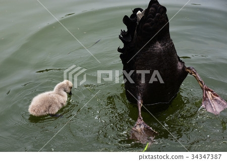 White-eyed parent and child White-eyed parent and child 34347387