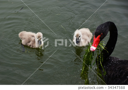 White-eyed parent and child White-eyed parent and child 34347388