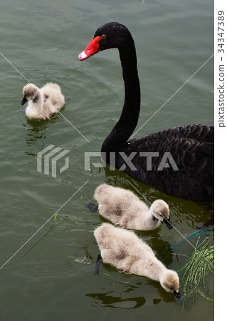 White-eyed parent and child White-eyed parent and child 34347389