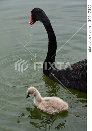 White-eyed parent and child White-eyed parent and child 34347392