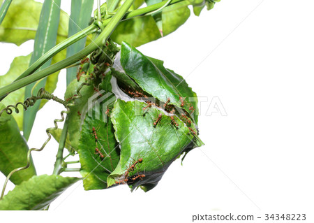 Red Ant nest on the leaves of passion fruit. 34348223