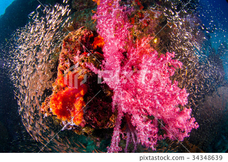 Underwater soft coral underwater Underwater soft coral underwater 34348639