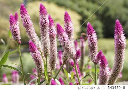 Cockscomb羽毛03 34348946