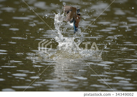 翠鳥1從水面飛行 34349002