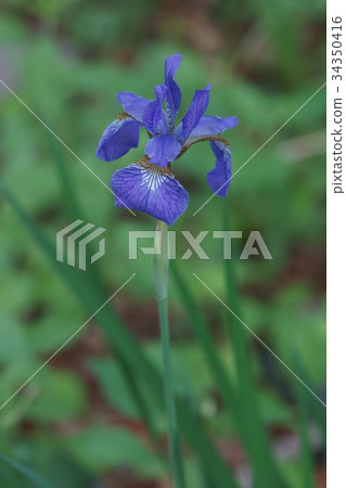 Sansun iris, sansun iris, flower language is "mysterious person" Sansun iris, sansun iris, flower language is "mysterious person" 34350416
