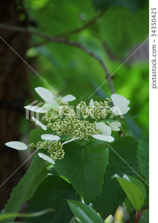 Iwatoragi Iwagarami Flower language is "usual" 34350425