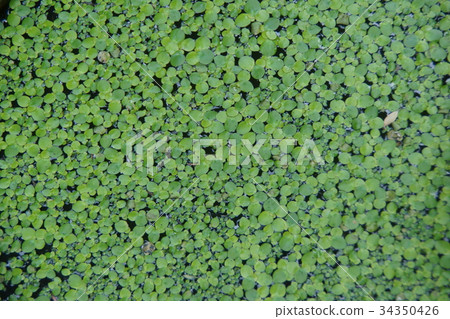 Floating grass proliferating summer season words Floating grass proliferating summer season words 34350426