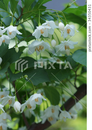 Ekonoki aka Tamaki (Rolling) The language of flowers is "grand" 34350431