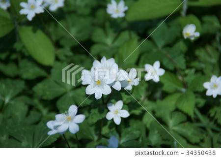 雙花花語 永遠不分離 照片素材 圖片 圖庫