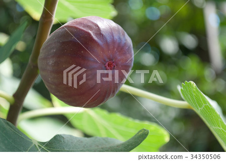 無花果 34350506