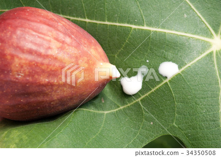 Fig and its enzyme ficin 34350508