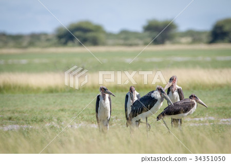 Group of Marabou storks in the high grass. Group of Marabou storks in the high grass. 34351050