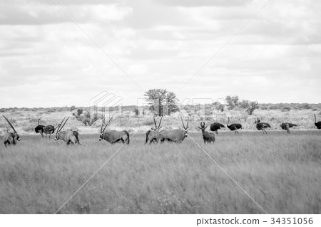 Gemsbok, Ostriches, Red Hartebeest in the grass 34351056