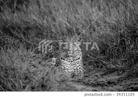 Leopard stalking towards the camera. Leopard stalking towards the camera. 34351105