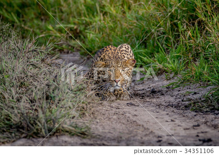 Leopard stalking towards the camera. Leopard stalking towards the camera. 34351106