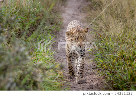 Leopard walking towards the camera. 34351122