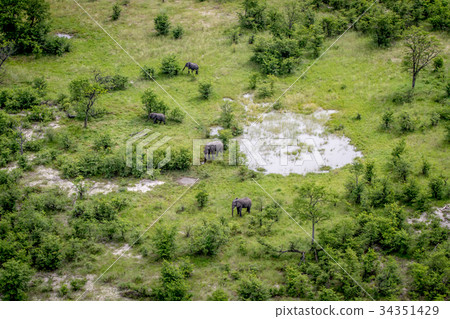 Aerial view of a herd of Elephants. 34351429