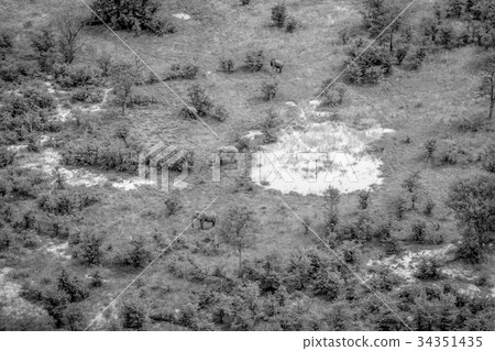 Aerial view of a herd of Elephants. 34351435